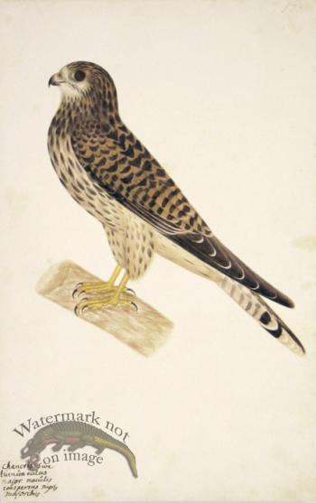 177 Swedish Birds . Falcon